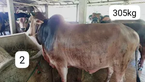 Fresh and Organic Cow for Sell