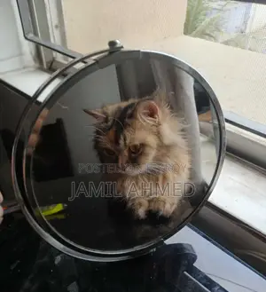 1+ Year Female Purebred Persian Cat
