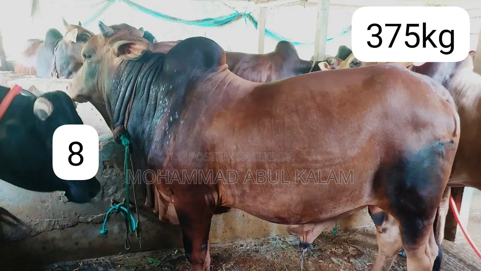 তাজা এবং অর্গানিক গরু বিক্রয় হবে