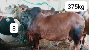 তাজা এবং অর্গানিক গরু বিক্রয় হবে
