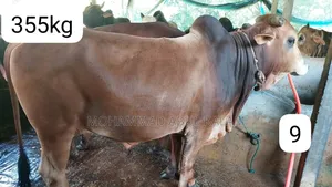 ফ্রেশ এবং অর্গানিক গরু বিক্রয় হবে