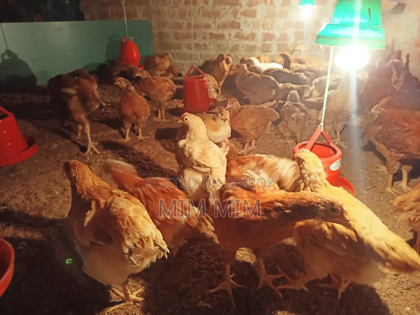 টাইগার মুরগির বীজ ডিম