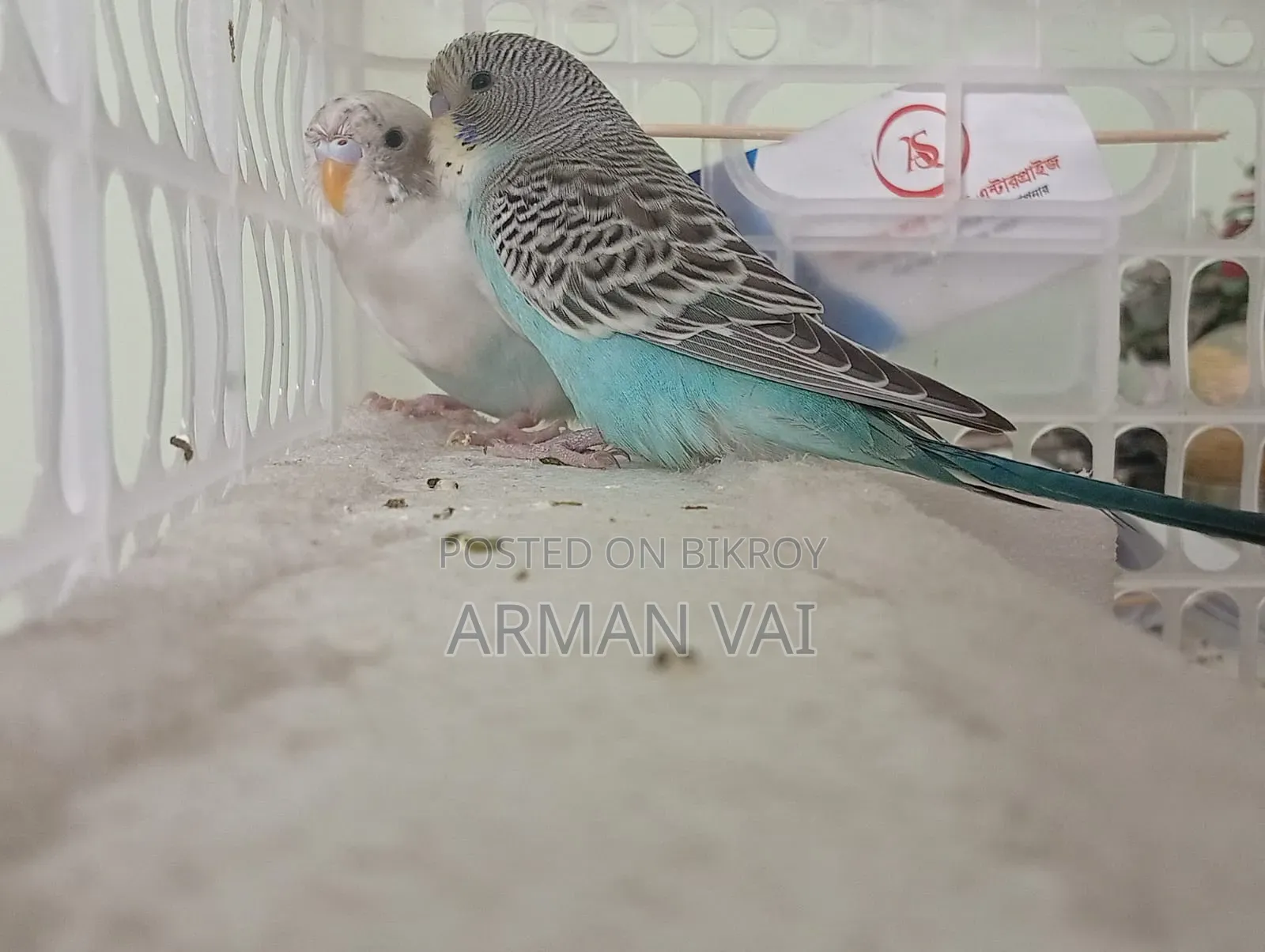 Beautiful Pair of Budgie Birds for Sale