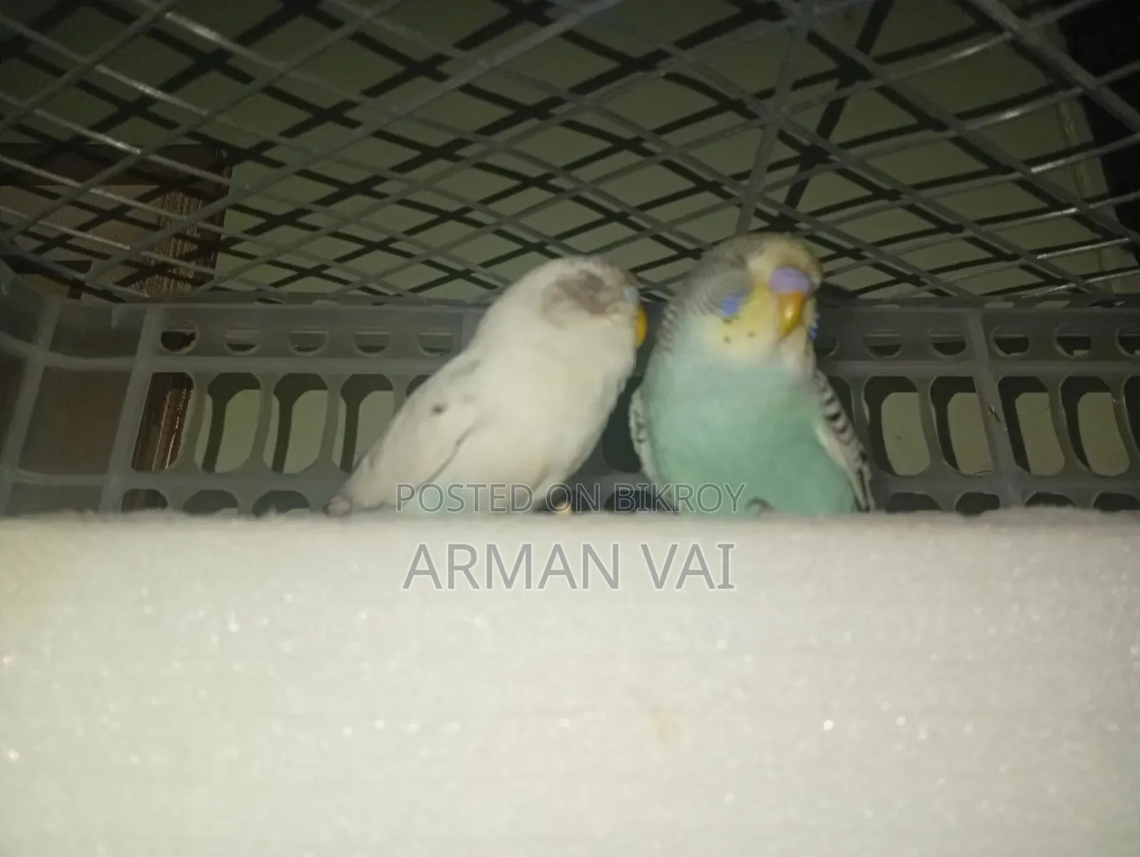 Beautiful Pair of Budgie Birds for Sale