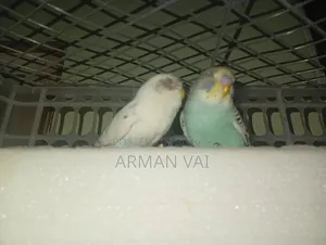 Beautiful Pair of Budgie Birds for Sale