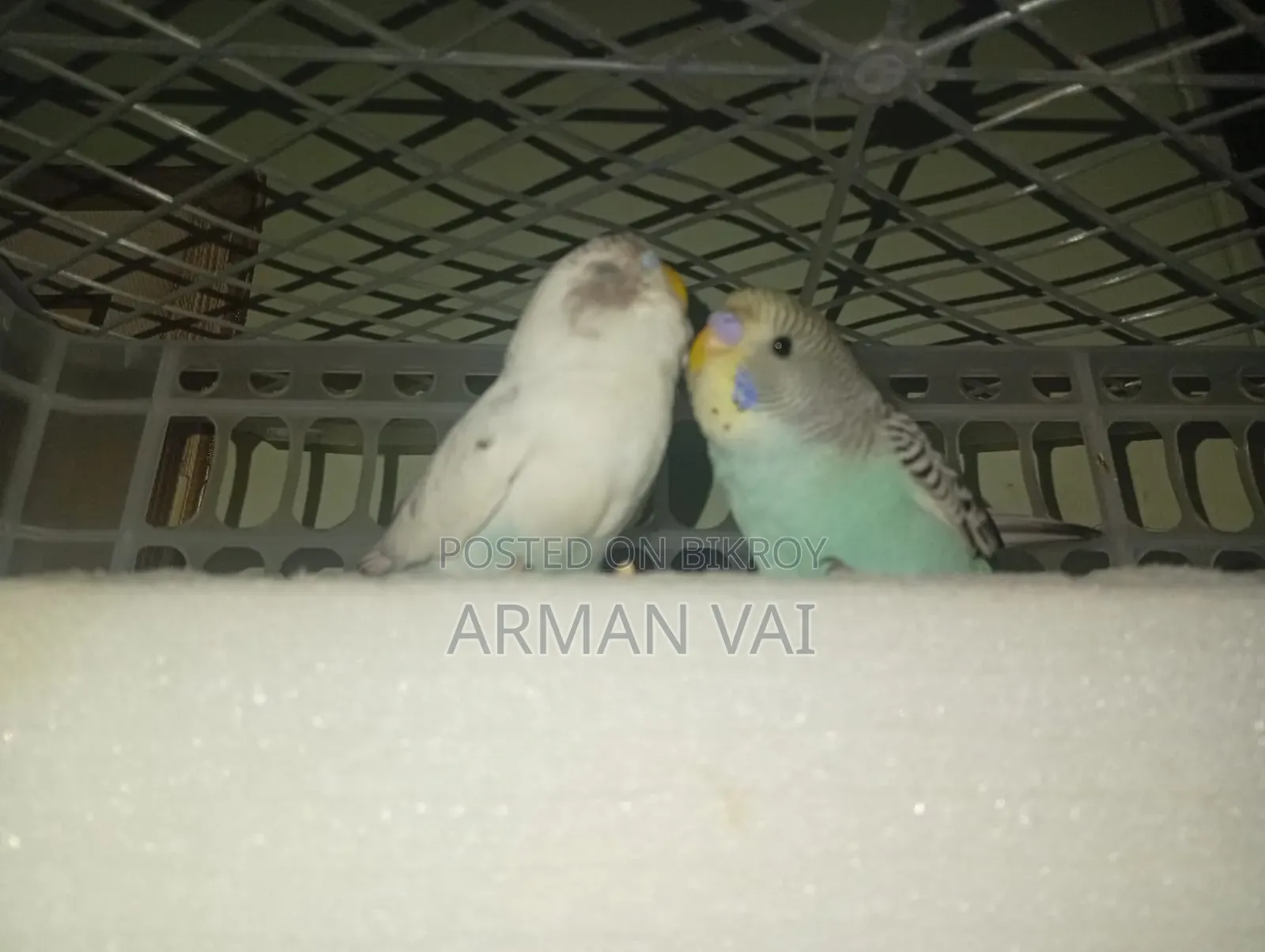 Beautiful Pair of Budgie Birds for Sale