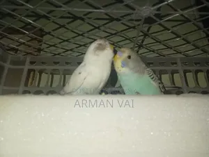 Beautiful Pair of Budgie Birds for Sale