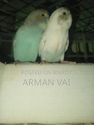Beautiful Pair of Budgie Birds for Sale