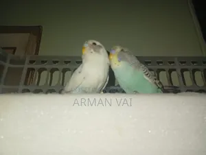 Beautiful Pair of Budgie Birds for Sale