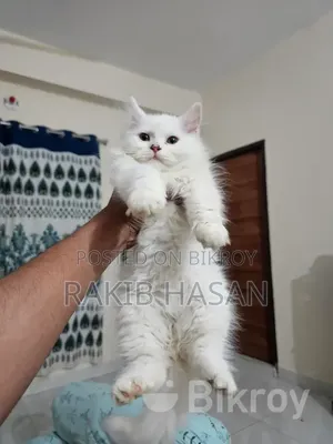1-3 Months Female Purebred Persian
