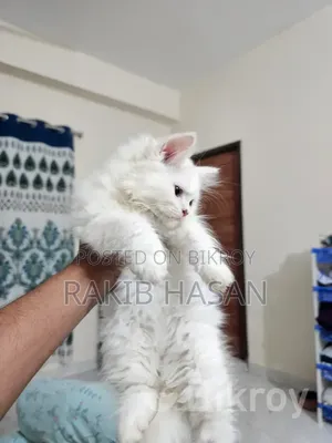 1-3 Months Female Purebred Persian