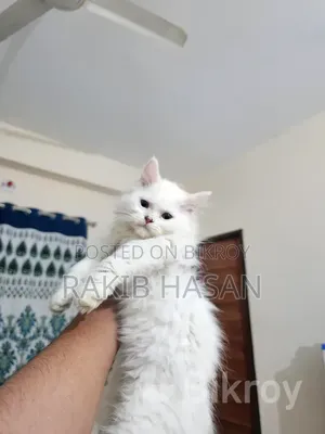 1-3 Months Female Purebred Persian