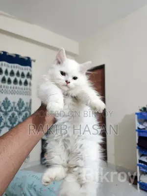 ১-৩ মাস বয়সী ফিমেল পিওরব্রেড পার্সিয়ান
