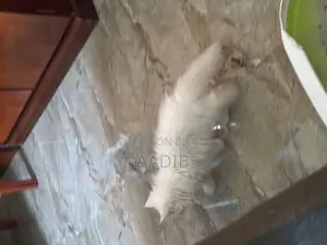 3-6 Months Male Purebred Persian