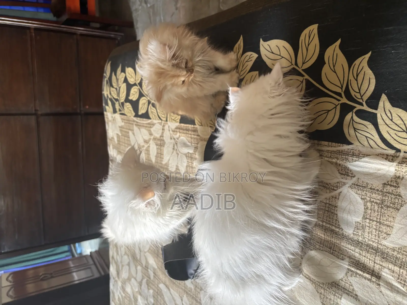 3-6 Months Male Purebred Persian