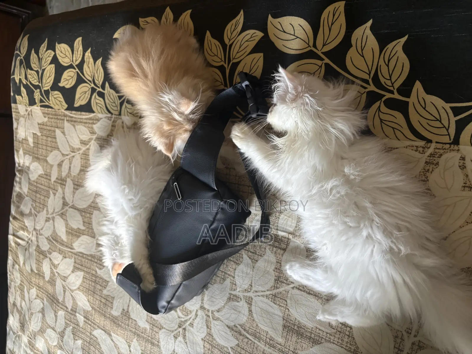 3-6 Months Male Purebred Persian