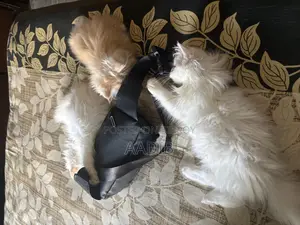 3-6 Months Male Purebred Persian