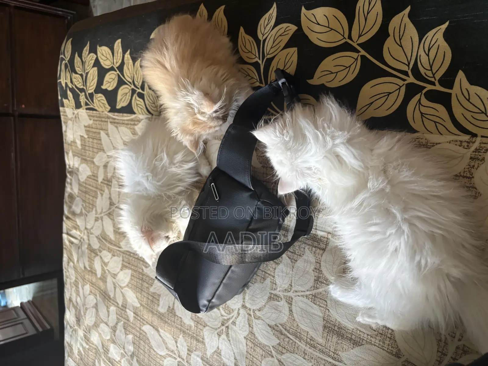 3-6 Months Male Purebred Persian