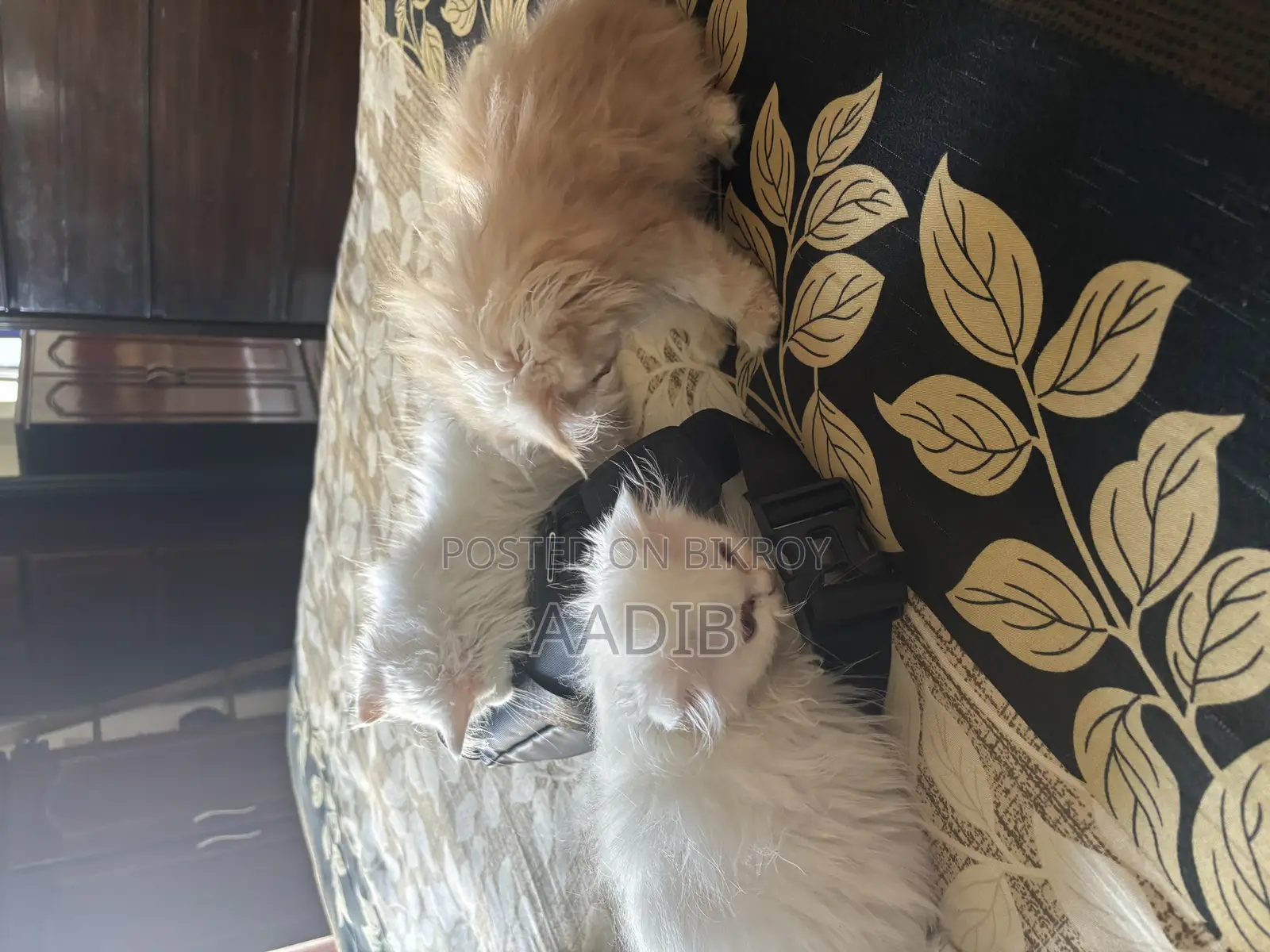 3-6 Months Male Purebred Persian