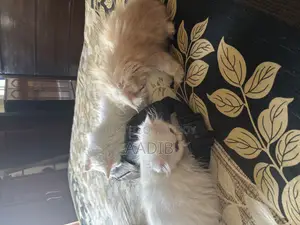 3-6 Months Male Purebred Persian