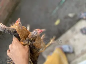 Desi Murgi