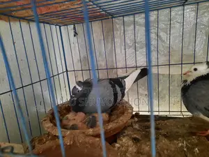 Raj Golla Pigeons