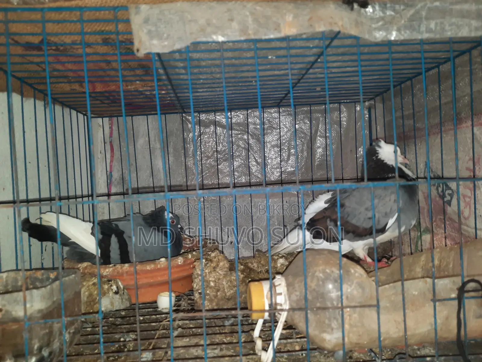 Raj Golla Pigeons