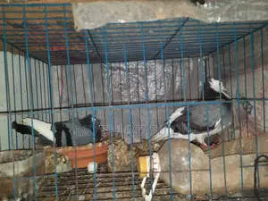 Raj Golla Pigeons
