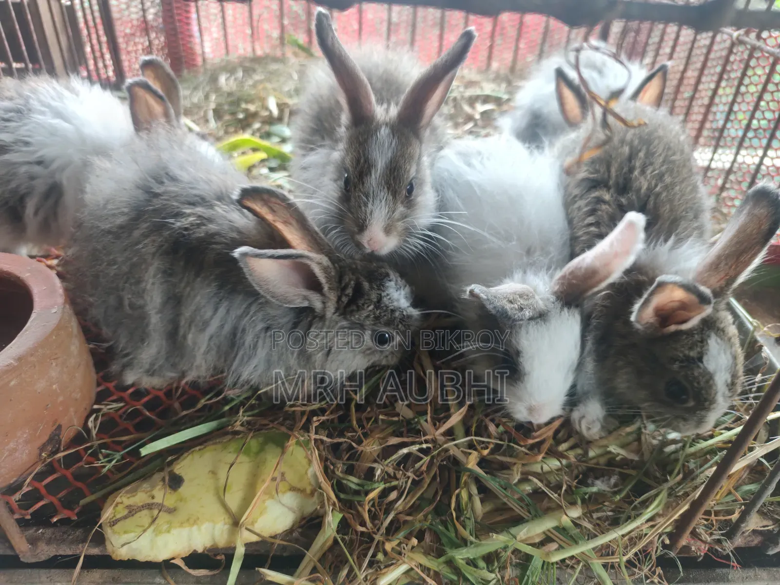 Angora Rabbit