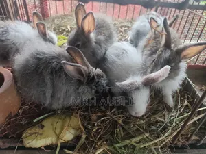 Angora Rabbit