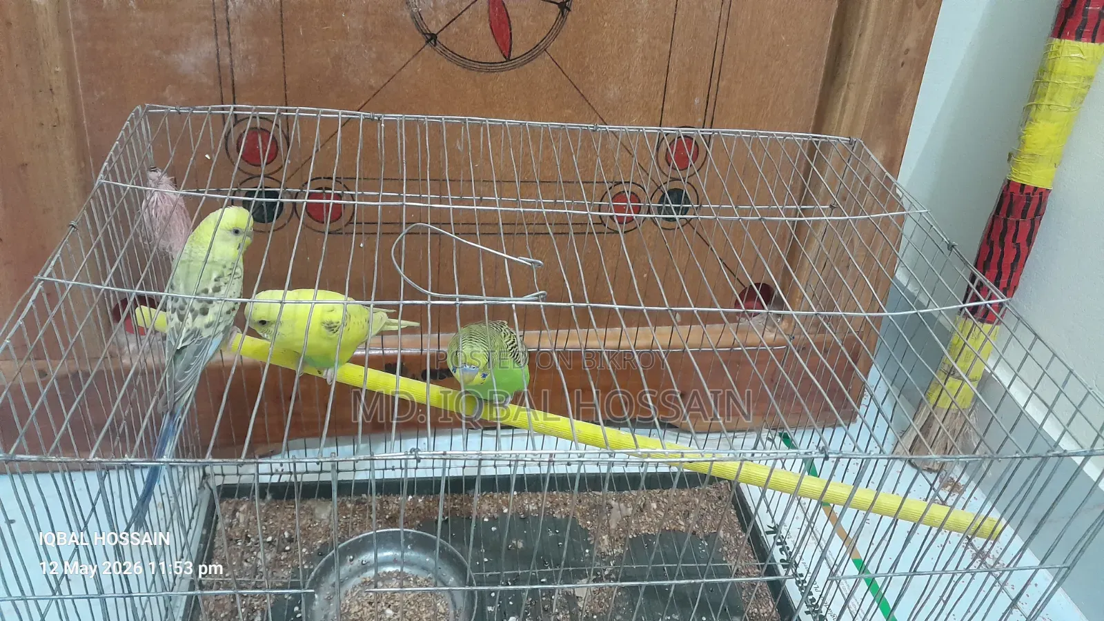 Budgerigar Bird