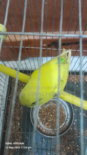 Budgerigar Bird