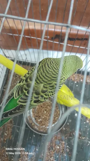 Budgerigar Bird
