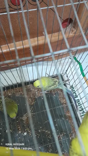 Budgerigar Bird