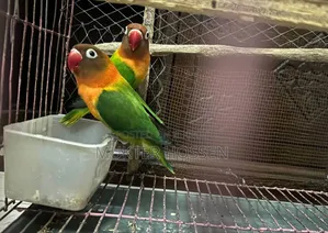 Lovebird High Mutation Fischer