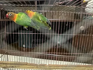 Lovebird High Mutation Fischer