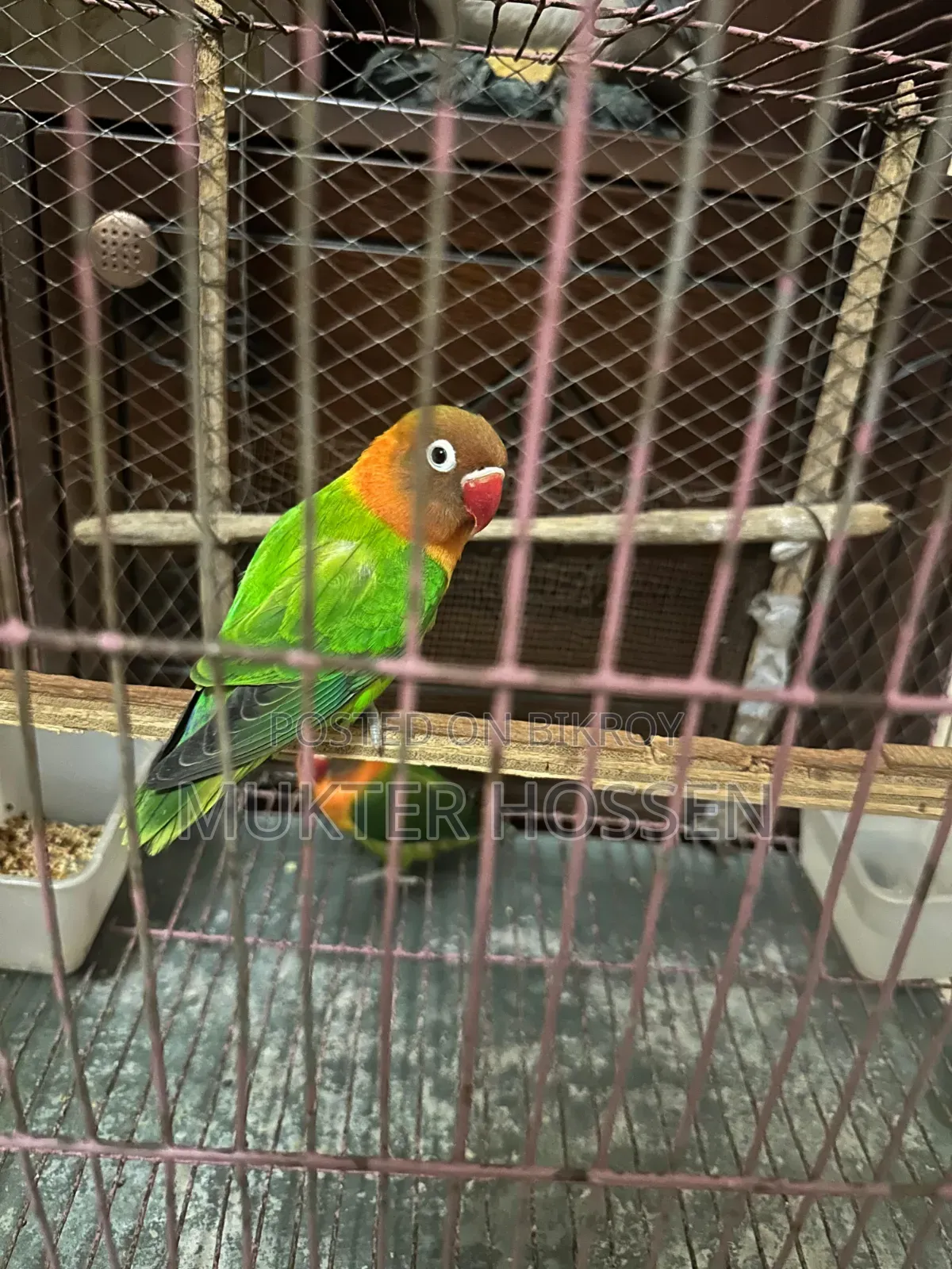 Lovebird High Mutation Fischer