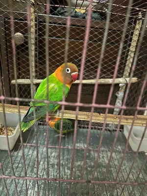 Lovebird High Mutation Fischer