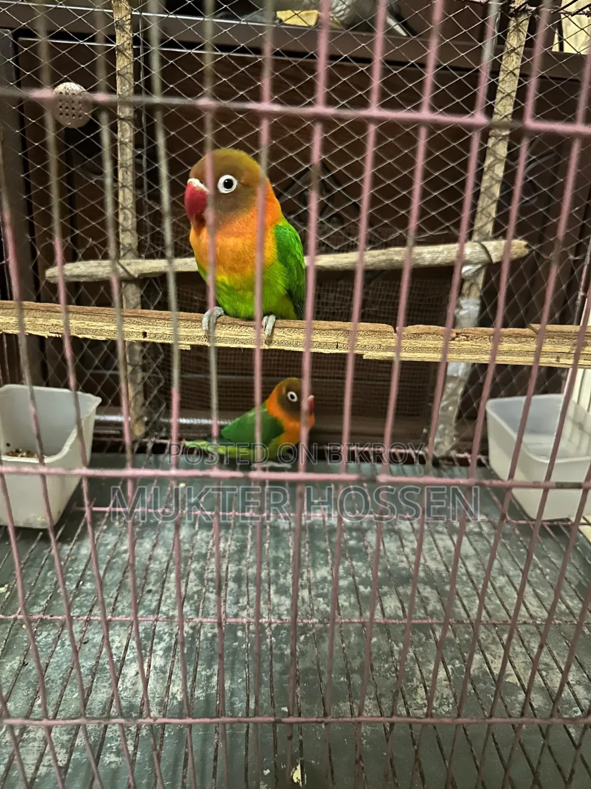 Lovebird High Mutation Fischer