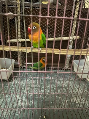 Lovebird High Mutation Fischer