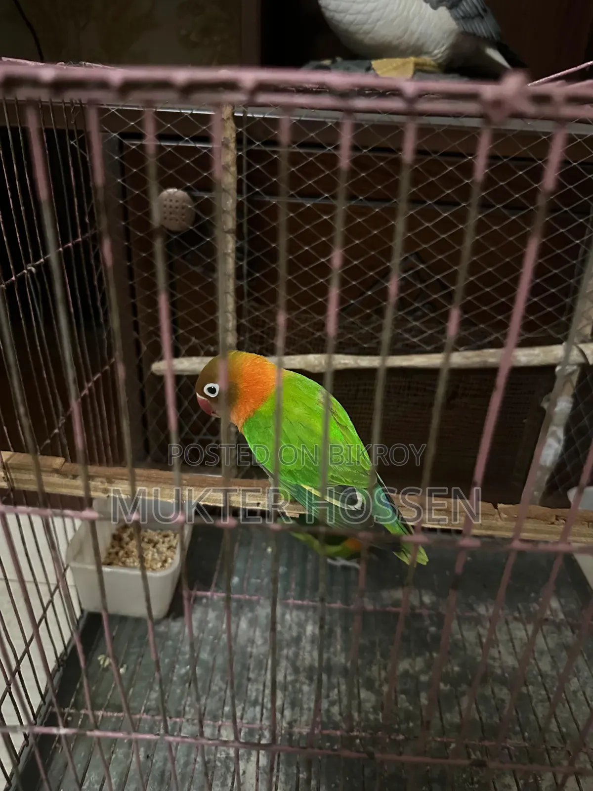 Lovebird High Mutation Fischer