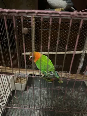 Lovebird High Mutation Fischer