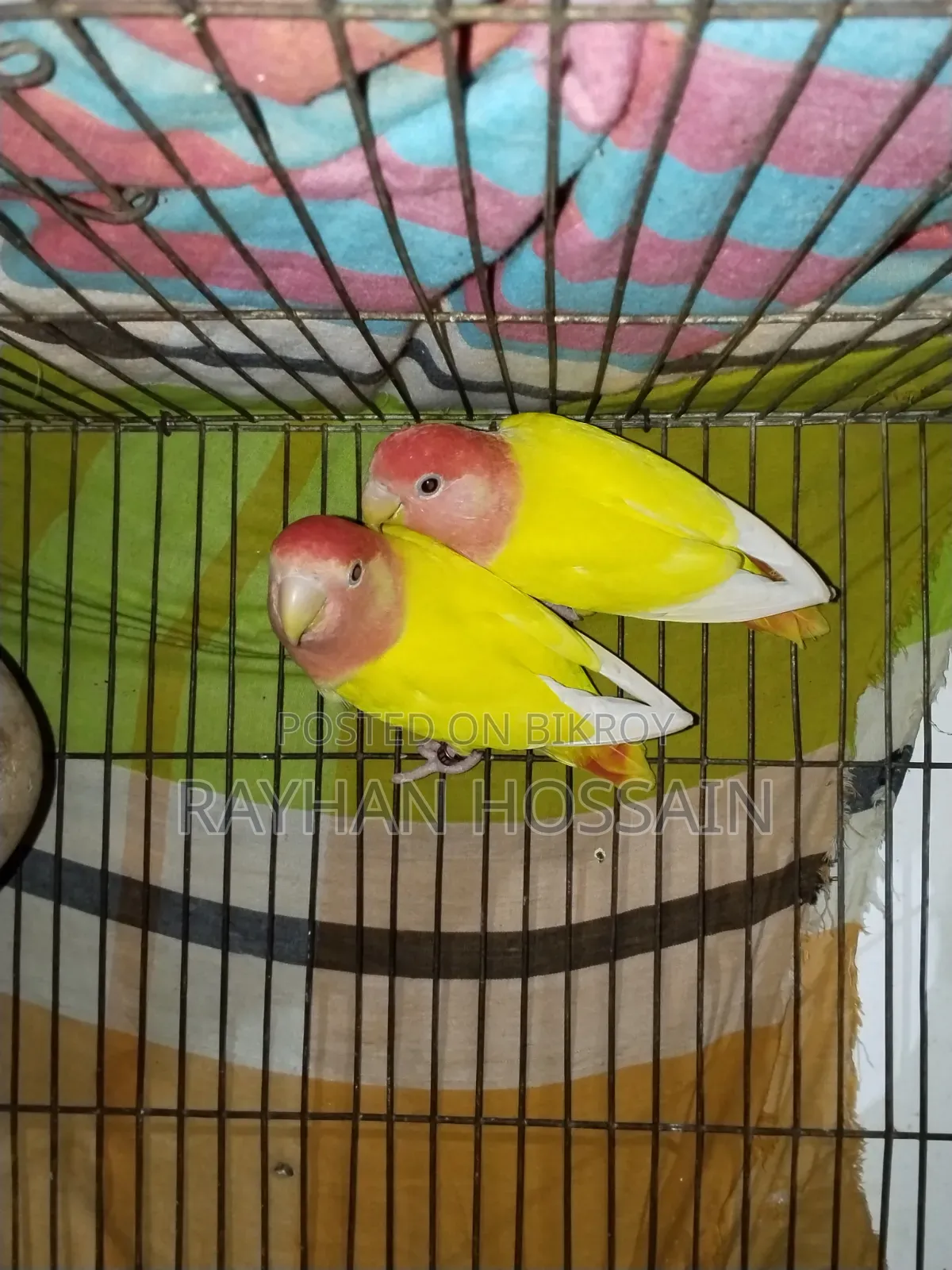 Cockatiel Tame Size
