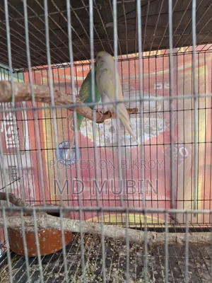 Bird for Sell