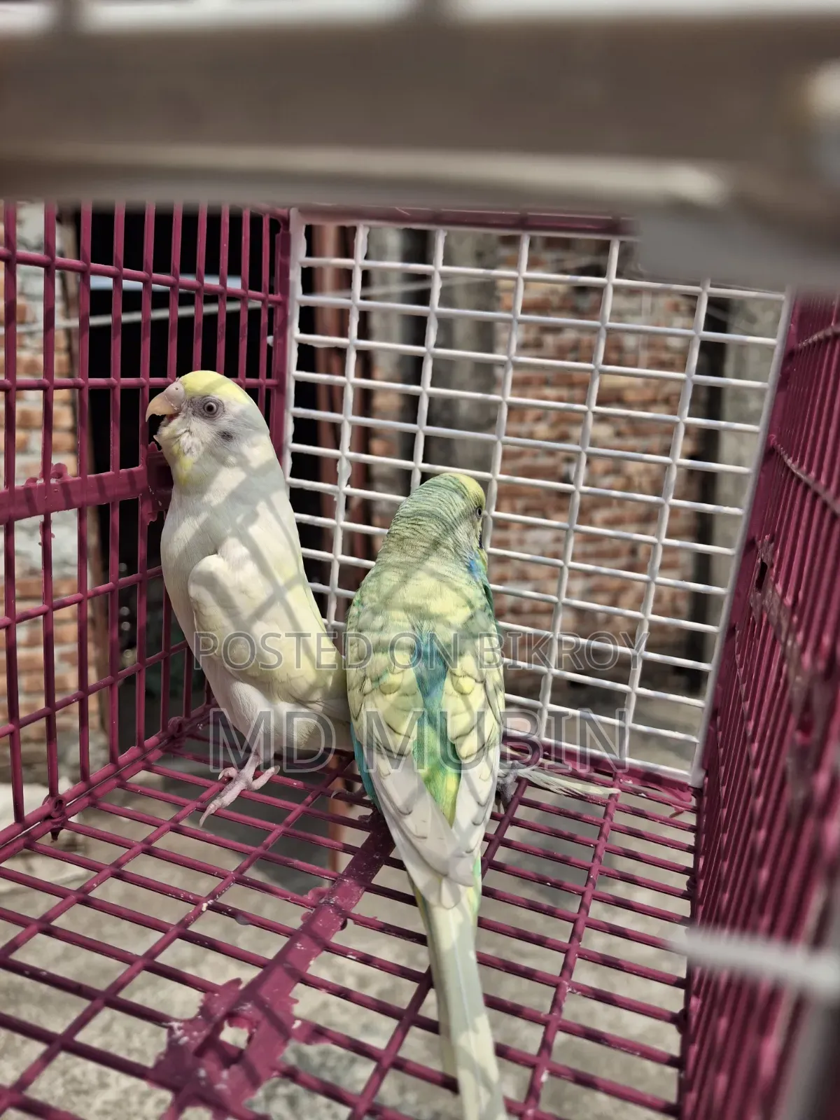 Bird for Sell