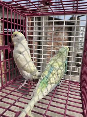 Bird for Sell