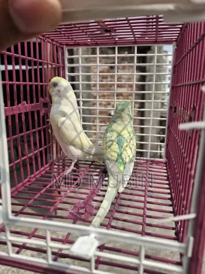 Bird for Sell