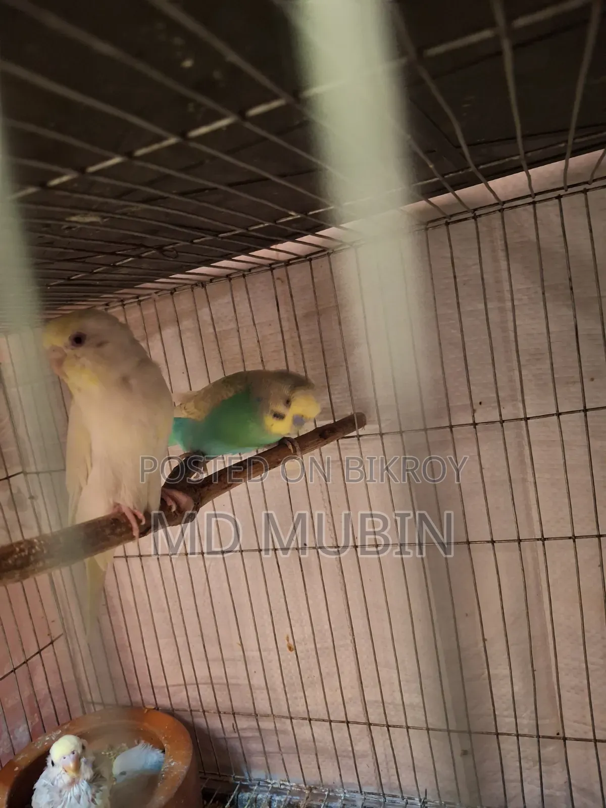 Bird for Sell