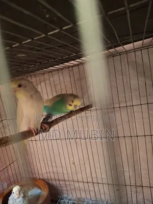 Bird for Sell