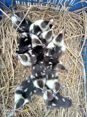 Muscovy Ducklings